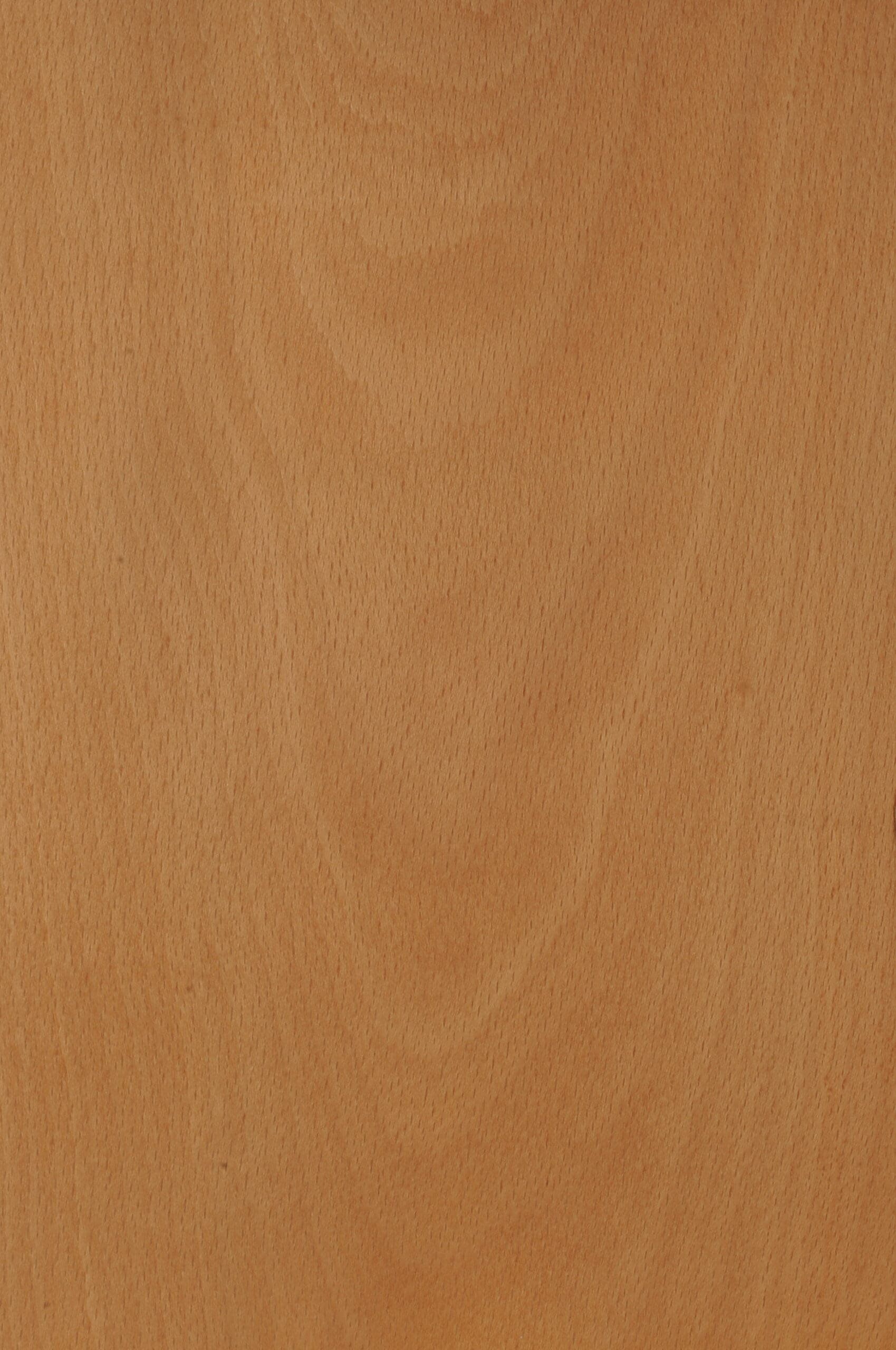 Beech