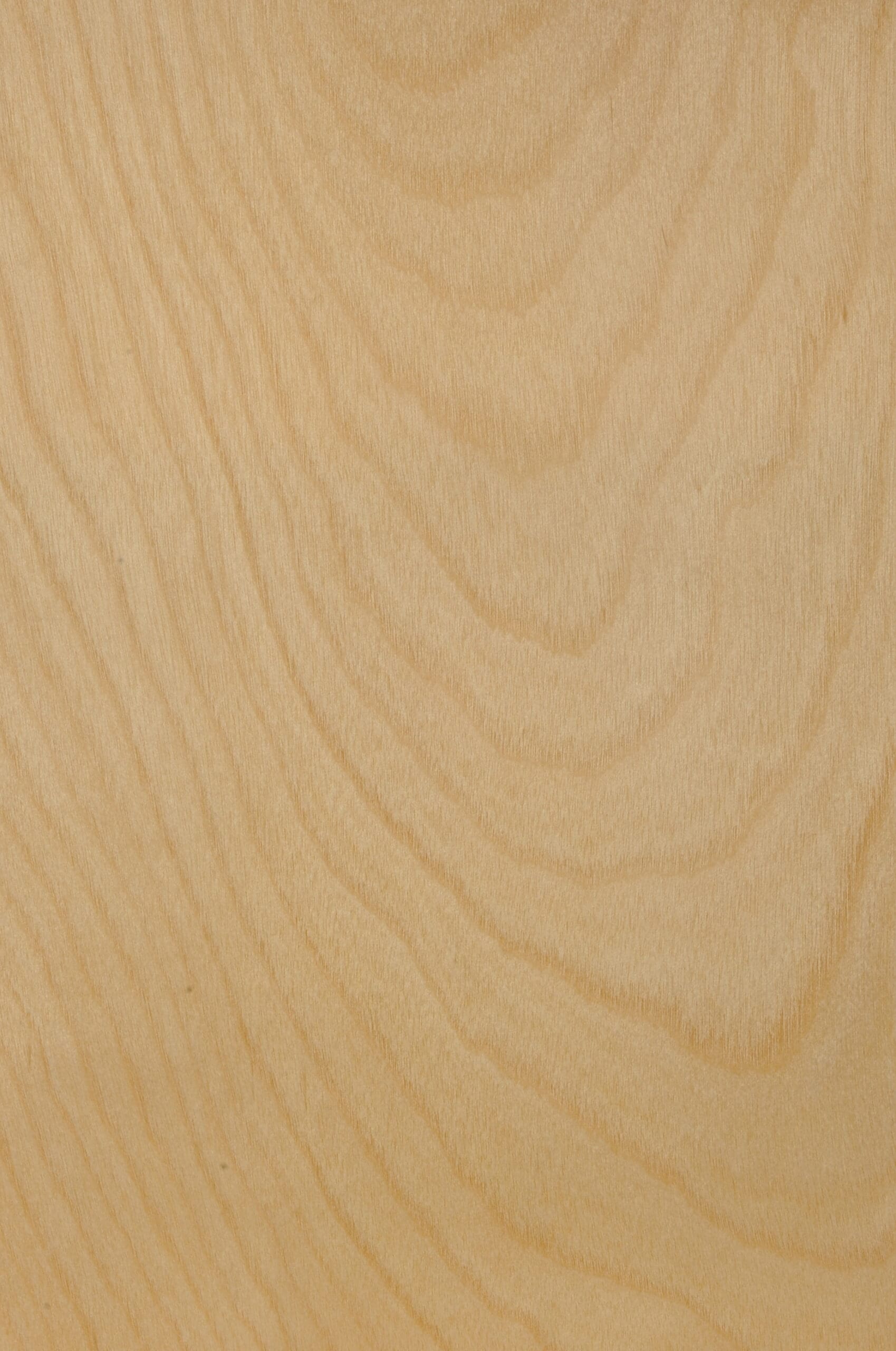 Natural Birch