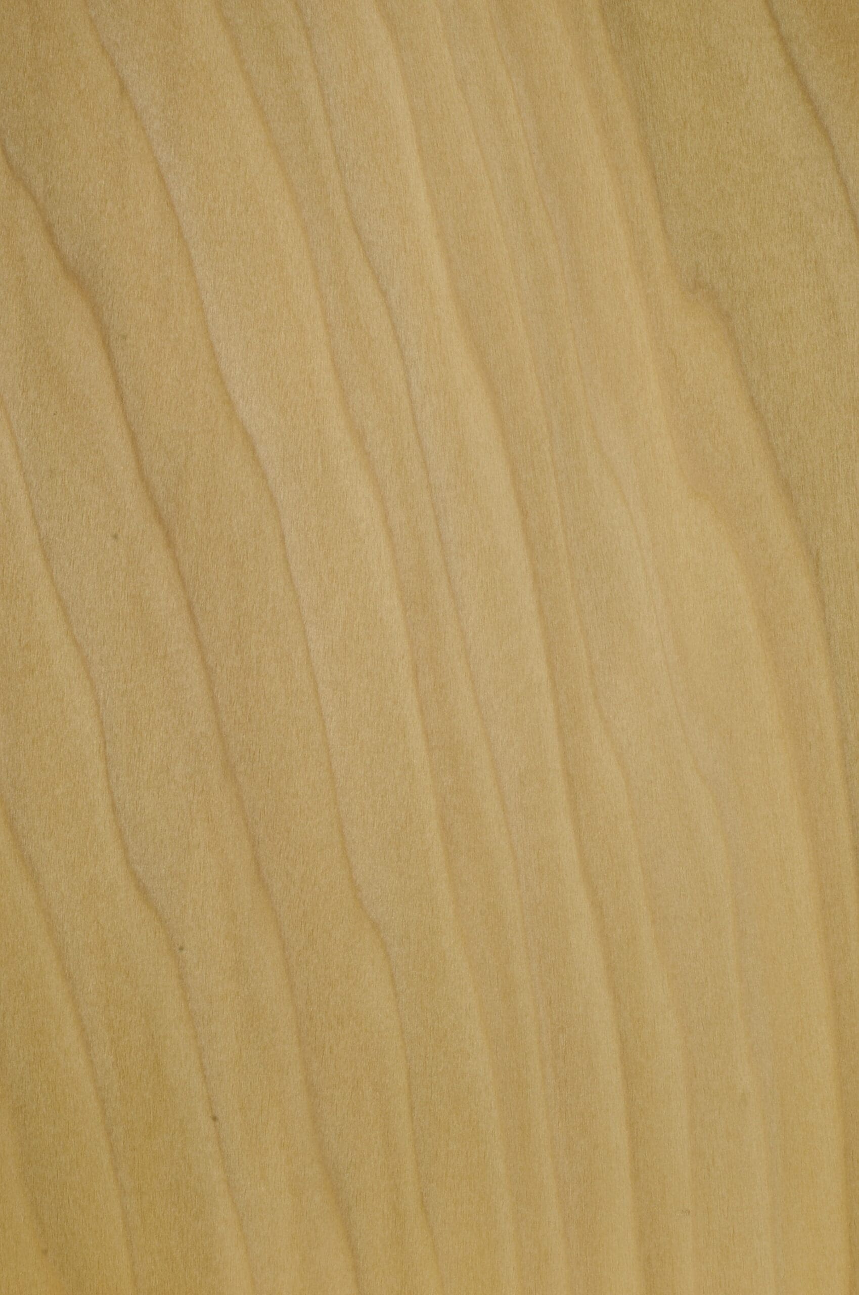 Stain Grade Poplar